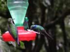 Hummingbird-green-13.jpg (33kb)