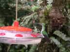 Hummingbird-green-2.jpg (44kb)