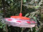 Hummingbird-green-3.jpg (43kb)