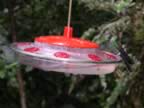 Hummingbird-green-4.jpg (37kb)