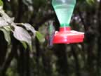 Hummingbird-green-5.jpg (31kb)