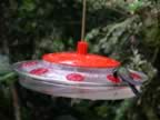 Hummingbird-green-6.jpg (36kb)