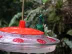 Hummingbird-green-7.jpg (42kb)