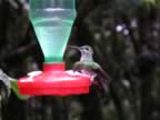 Hummingbird-green-9.jpg (29kb)