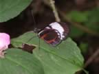 Monteverde-butterfly-farm-4.jpg (33kb)