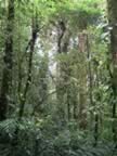 Monteverde-forest-1.jpg (98kb)