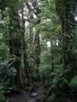 Monteverde-forest-10.jpg (85kb)