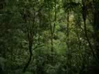 Monteverde-forest-11.jpg (82kb)