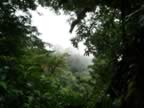 Monteverde-forest-12.jpg (64kb)