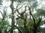 Monteverde-forest-13.jpg (89kb)
