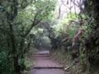 Monteverde-forest-15.jpg (83kb)
