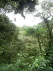 Monteverde-forest-18.jpg (88kb)