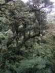 Monteverde-forest-19.jpg (91kb)