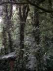 Monteverde-forest-20.jpg (82kb)