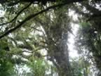 Monteverde-forest-21.jpg (95kb)