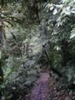 Monteverde-forest-22.jpg (92kb)