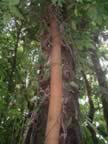 Monteverde-forest-23.jpg (79kb)