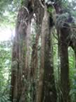 Monteverde-forest-24.jpg (81kb)