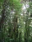 Monteverde-forest-3.jpg (95kb)