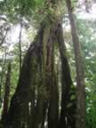 Monteverde-forest-4.jpg (79kb)