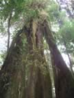 Monteverde-forest-5.jpg (72kb)