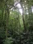 Monteverde-forest-6.jpg (90kb)