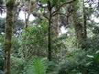 Monteverde-forest-7.jpg (98kb)