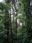 Monteverde-forest-8.jpg (88kb)