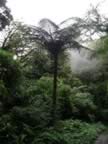 Monteverde-forest-fern-tree-1.jpg (70kb)