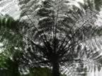 Monteverde-forest-fern-tree-2.jpg (104kb)