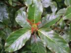 Monteverde-forest-flower-2.jpg (50kb)