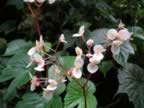 Monteverde-forest-flower-3.jpg (43kb)