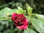 Monteverde-forest-flower-7.jpg (33kb)