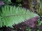 Monteverde-forest-giant-fern.jpg (77kb)