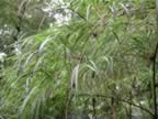 Monteverde-forest-spider-plant.jpg (87kb)
