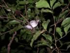 Monteverde-night-hike-bird-1.jpg (56kb)