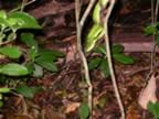 Monteverde-night-hike-green-snake-1.jpg (69kb)