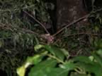 Monteverde-night-hike-silver-snake-1.jpg (49kb)