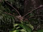Monteverde-night-hike-silver-snake-2.jpg (47kb)