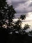 Monteverde-sunset-9.jpg (42kb)