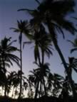 Bahia-Las-Ballenas-Sunrise-Palms-1.jpg (52kb)