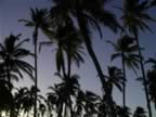 Bahia-Las-Ballenas-Sunrise-Palms-2.jpg (51kb)