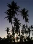 Bahia-Las-Ballenas-Sunrise-Palms-6.jpg (45kb)