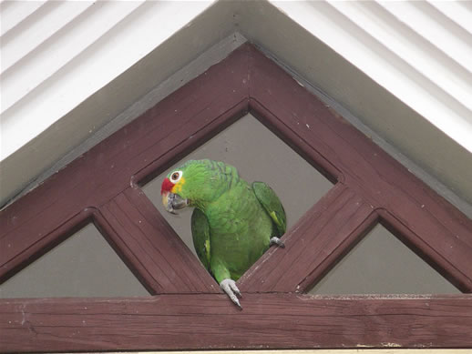 images/100-Parrot-Nicaraguan-2.jpg