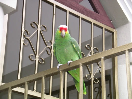images/100-Parrot-Nicaraguan-4.jpg