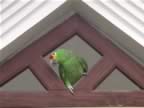 100-Parrot-Nicaraguan-2.jpg (31kb)