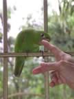 100-Parrot-baby.jpg (37kb)