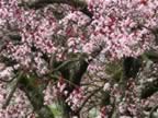 Wallisellen-tree-blossoms-1.jpg (107kb)