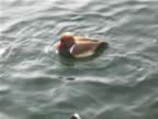 Zurich-city-Feeding-Wood-duck.jpg (4kb)