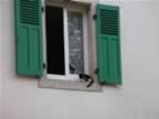 Cat-on-high-ledge.jpg (35kb)